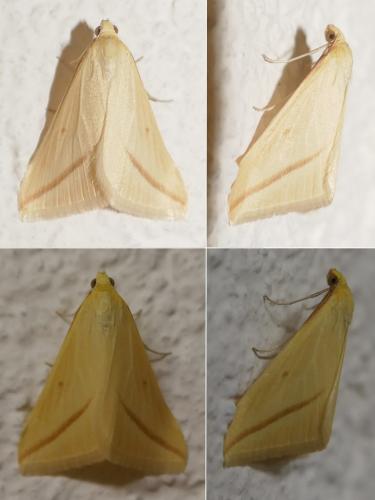 Rhodometra sacraria