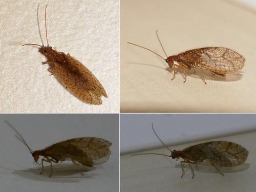 Micromus angulatus