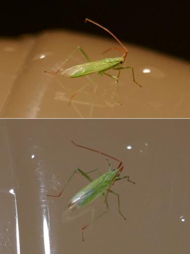 Réf. 268 514 : Trigonotylus sp.