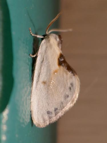 Cilix sp.