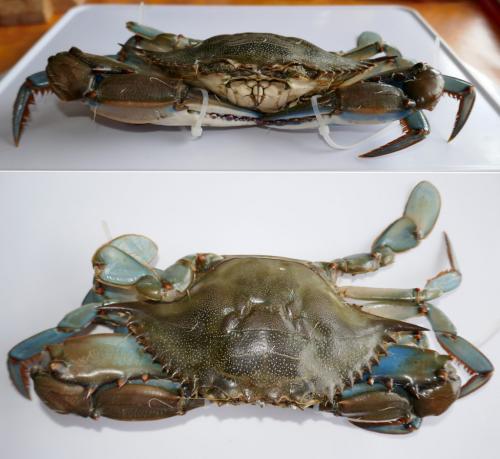 Réf. 268 367 : Callinectes sapidus