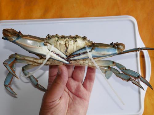 Réf. 268 368 : Callinectes sapidus