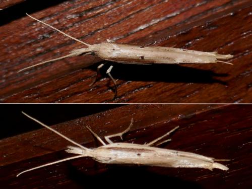 Réf. 268 563 : Ypsolopha mucronella
