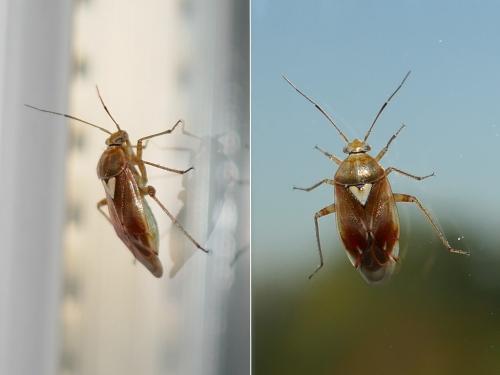 Lygus sp.