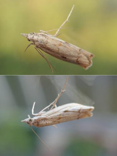 Agriphila geniculea