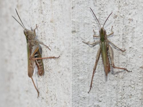 Réf. 268 246 : Chorthippus biguttulus biguttulus