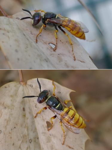 Philanthus triangulum