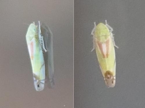 Réf. 268 135 : Zyginella pulchra