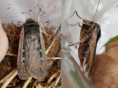 Ochropleura leucogaster
