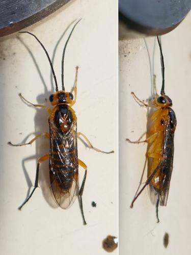 Réf. 268 999 : Euura tibialis