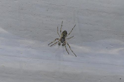 Réf. 268 329 : Cyclosa conica