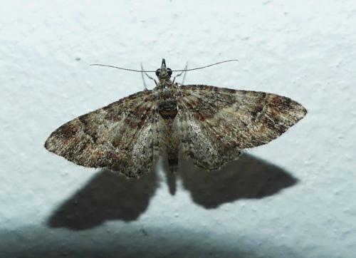 Réf. 268 019 : Gymnoscelis rufifasciata