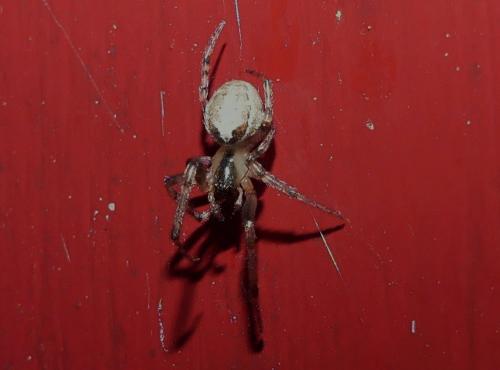 Zygiella x-notata