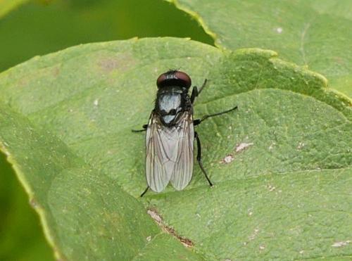 Réf. 268 897 : Hydrotaea sp.