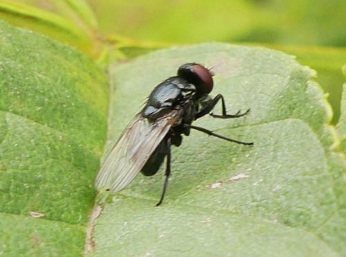 Réf. 268 898 : Hydrotaea sp.