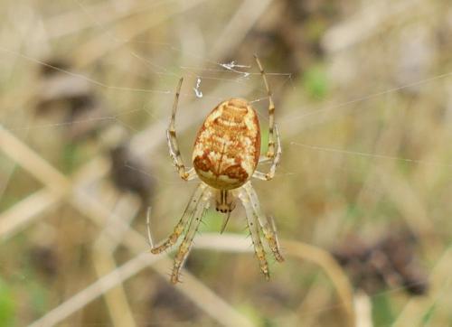 Metellina (mengei-segmentata)