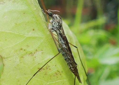 Réf. 268 504 : Tipula sp.