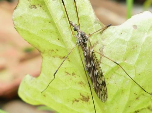 Réf. 268 505 : Tipula sp.