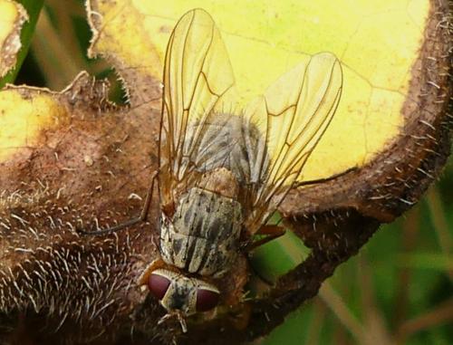 Réf. 268 617 : Phaonia valida