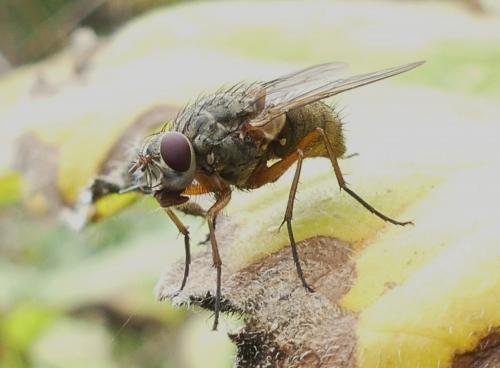Réf. 268 618 : Phaonia valida