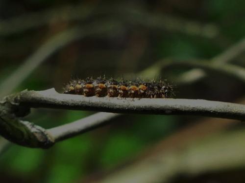 Eilema lurideola
