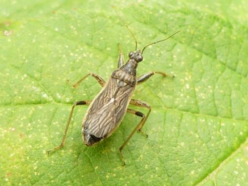 Himacerus major