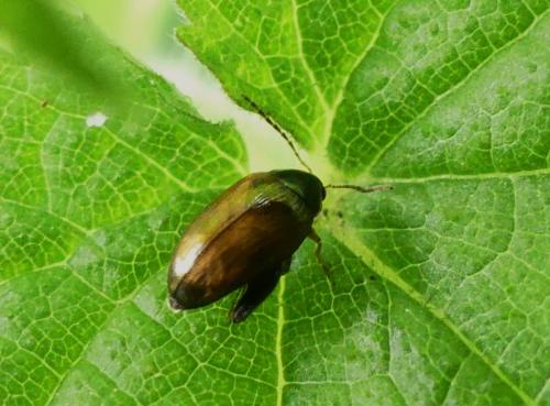 Réf. 268 742 : Psylliodes affinis