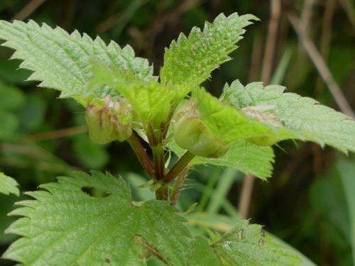 Dasineura urticae