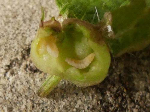 Dasineura urticae