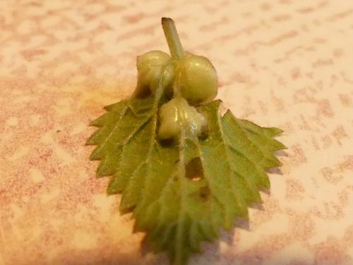 Réf. 268 807 : Dasineura urticae