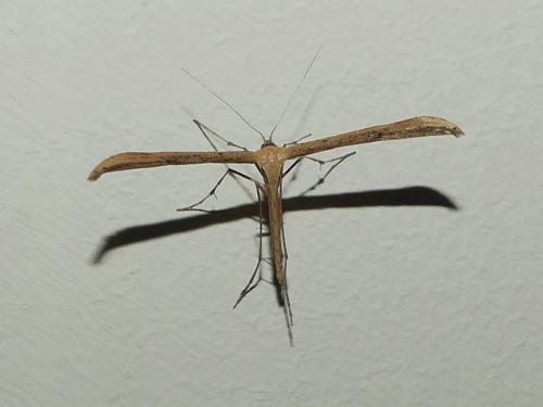 Emmelina monodactyla
