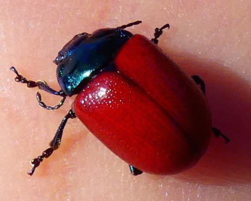 Chrysolina grossa