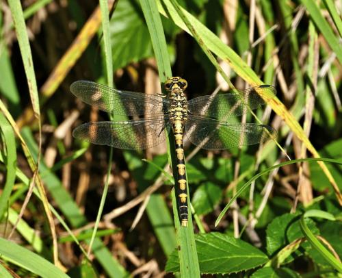 Réf. 268 857 : Onychogomphus forcipatus