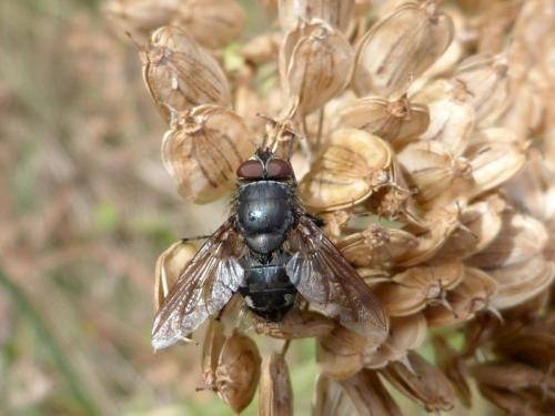 Pollenia sp.