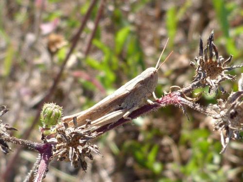 Réf. 268 176 : Chorthippus dorsatus dorsatus