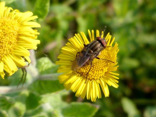 Stomorhina lunata