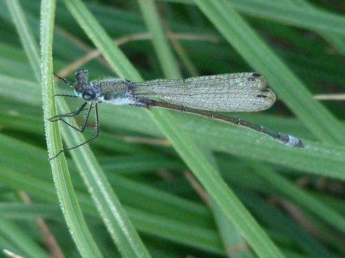 Lestes sp.