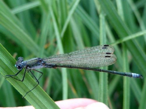 Lestes sp.