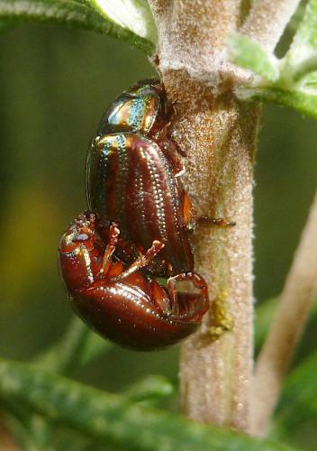 Réf. 268 634 : Chrysolina americana