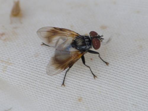 Phasia obesa