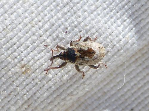 Réf. 268 843 : Sibinia sp.