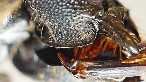 Réf. 268 862 : Ceratina chalcites