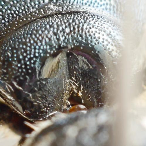 Réf. 268 863 : Ceratina chalcites