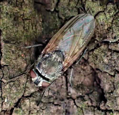 Pollenia sp.