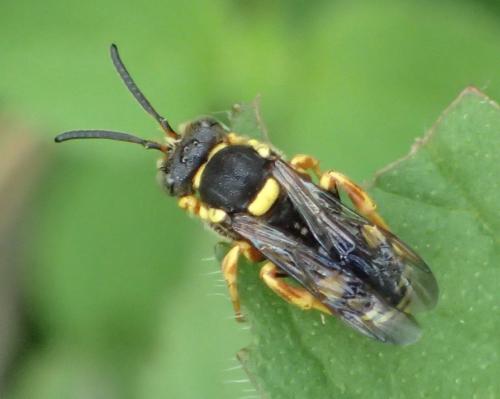 Nomada rufipes