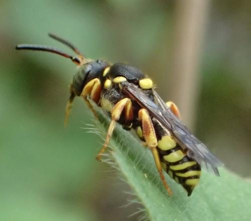 Nomada rufipes