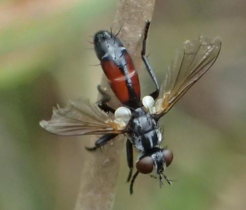 Réf. 268 358 : Cylindromyia sp.