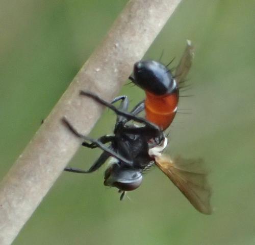 Réf. 268 359 : Cylindromyia sp.
