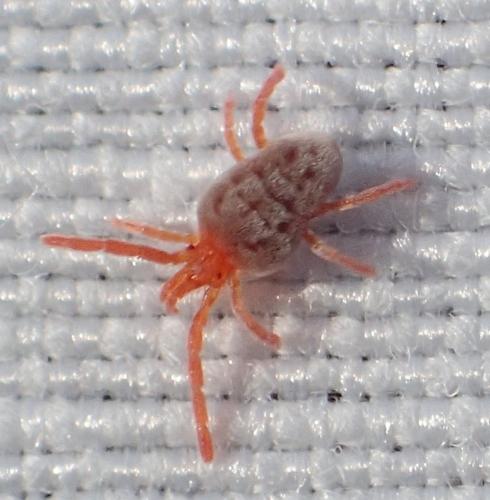 Réf. 268 402 : Allothrombium sp.