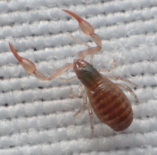 Neobisium sp.